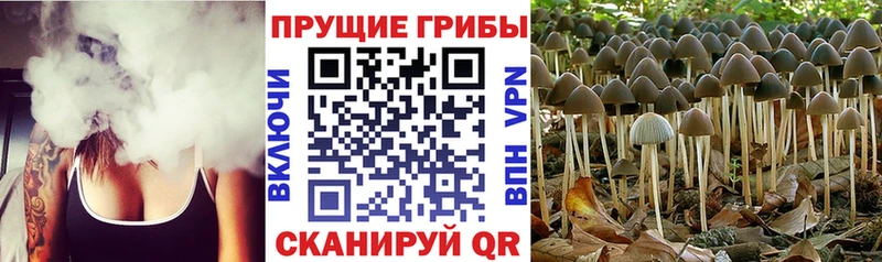 Псилоцибиновые грибы GOLDEN TEACHER Заозёрск